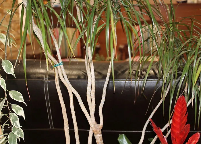 מלון Bellevue 2*